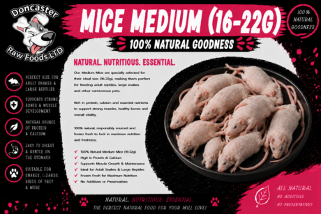 Medium Mice (16–22g)