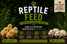 Reptile Feed