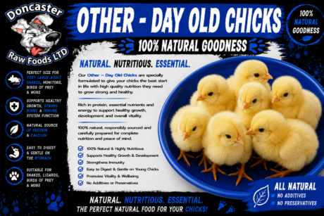 Day Old Chicks