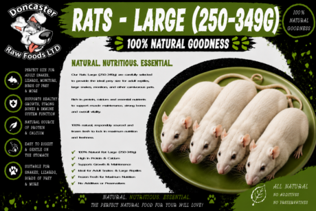 Large Rats (250–349g)